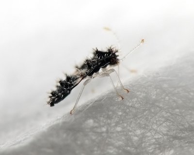 Hemipterans - Lacebug Nymph