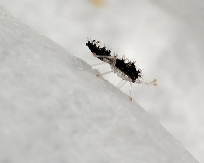 Hemipterans - Lacebug Nymph