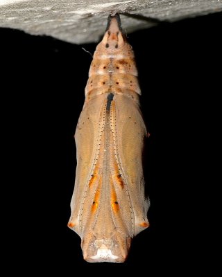 Painted Lady Butterfly Chrysalis