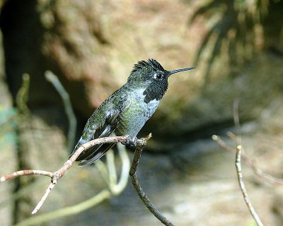 Anna's Hummingbird