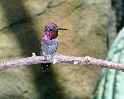 Anna's Hummingbird
