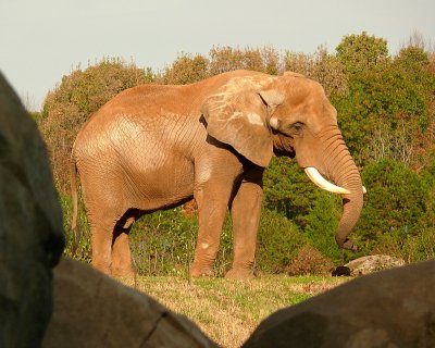 Africas Elephant