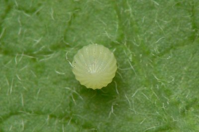 Monarch butterfly egg