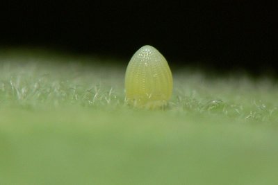 Monarch butterfly egg