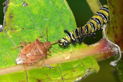 Demise of Monarch caterpillar