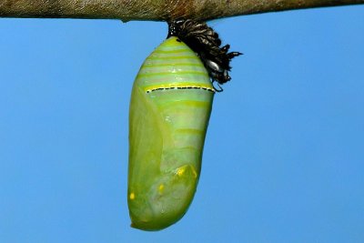 Monarch pupa