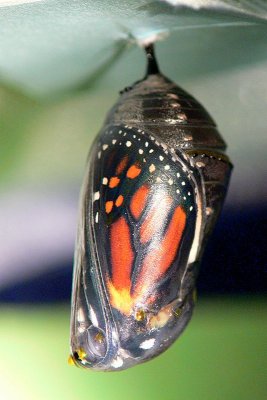 Monarch pupa