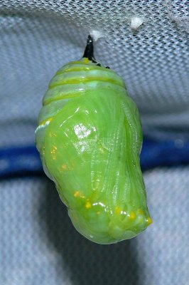 Monarch Butterfly pupa