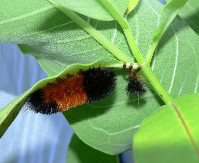 Caterpillar - Woolly Bear