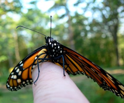 Monarch Butterfly release