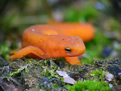 Red Eft