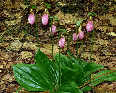 Seven Lady Slippers