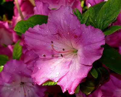 Azaleas