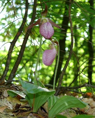 Two Lady Slippers