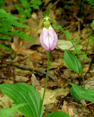 Lady Slipper