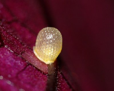 Butterfly Egg ID Unknown