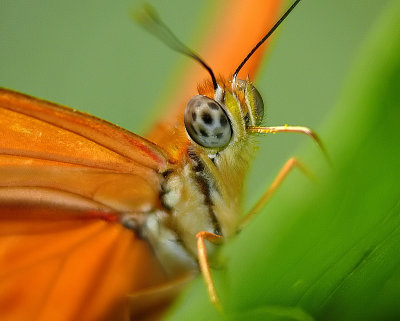 Julia  Butterfly