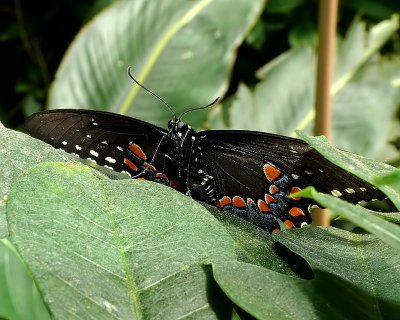 BLACK SWALLOWTAIL Gallery