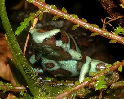 Green Poison Dart Frog