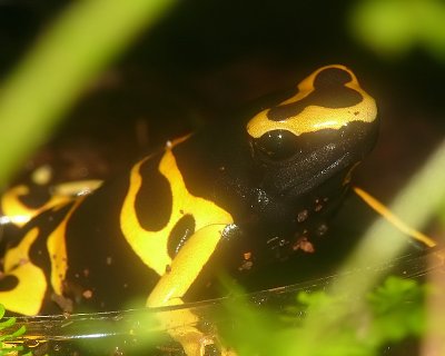 Yellow Poison Dart Frog