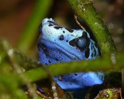 Poison Blue Dart Frog