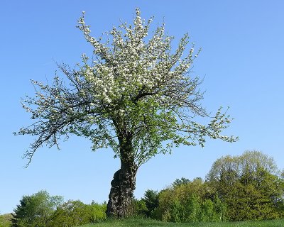 Tree and Blossoms