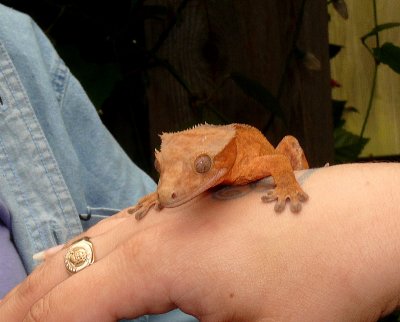 Crested Gecko