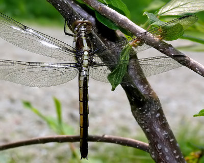 Dragonfly