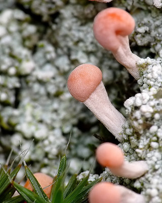 Fungi ID unknown
