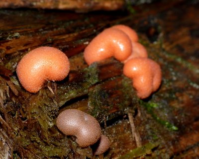 Fungi ID Unknown