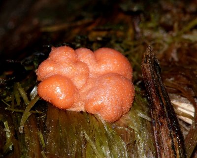 Fungi ID Unknown