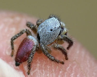 Jumping Spider