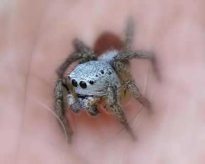 Jumping Spider