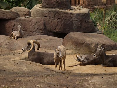 Desert schapen