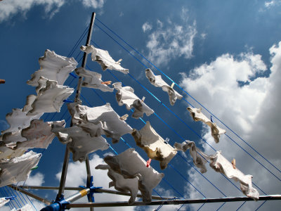 Blowing in the Wind