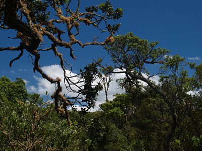 Vegetation I