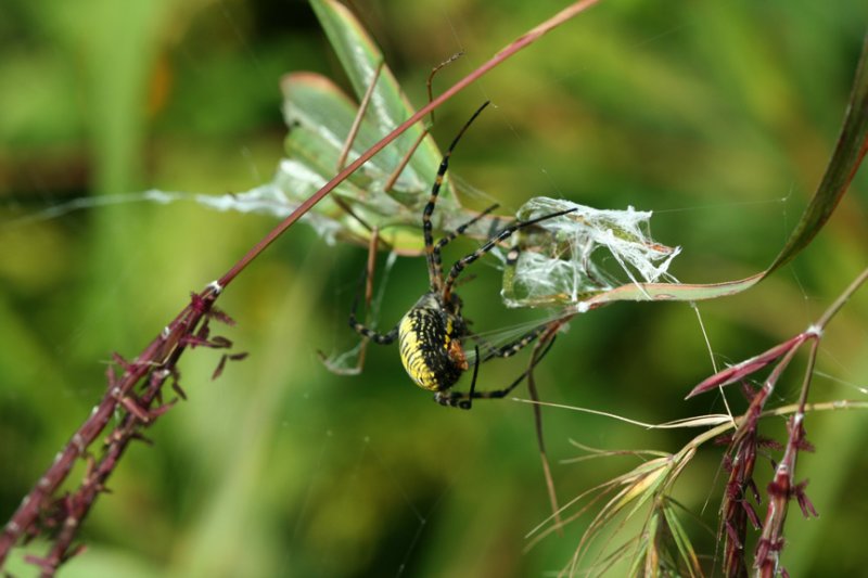 Banded Argiope Capturing a Praying Mantis 5