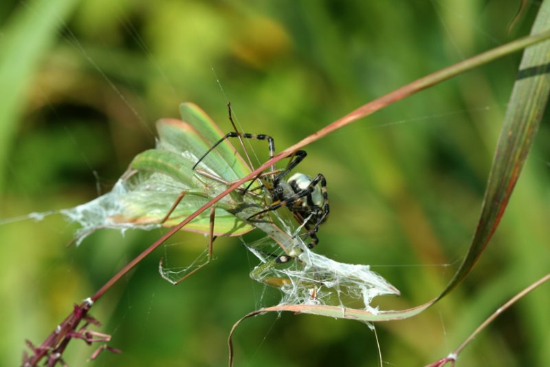 Banded Argiope Capturing a Praying Mantis 2