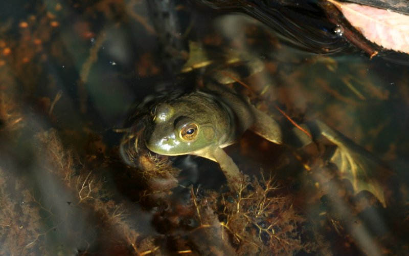 Bullfrog