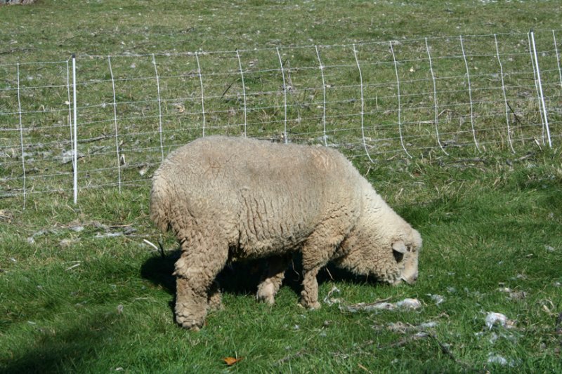 Sheep