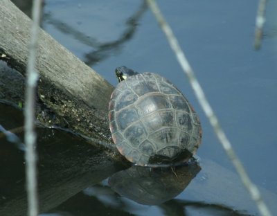 Painted Turtle