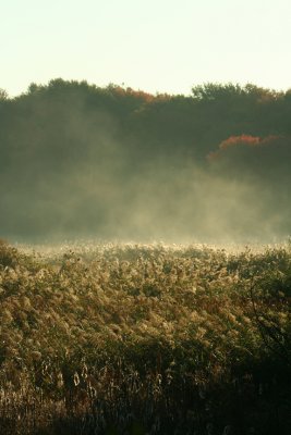 Fragmities thru the Fog
