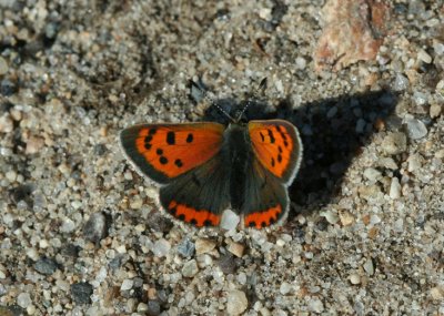 American Copper