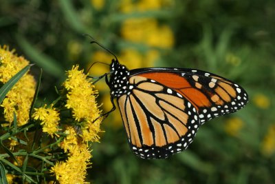 Monarch