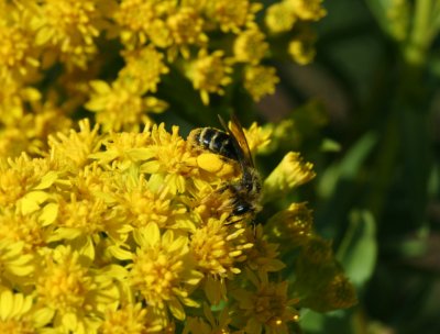Bee on Goldenrod