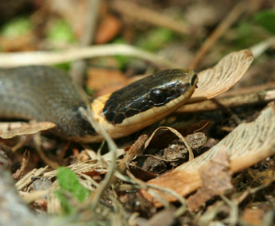 Ring-neck Snake