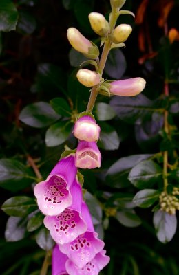 D200_1618Foxglove1.jpg