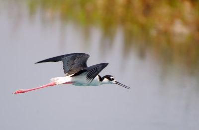 D3A_8684Black_NeckedStilt.jpg