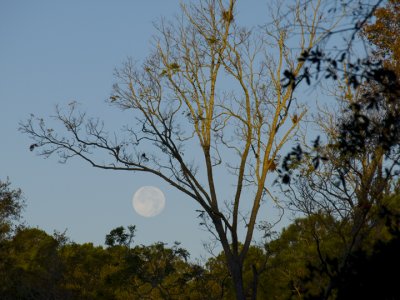 Moonset 12-13-08.jpg