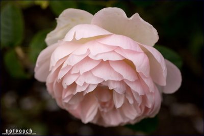 lesfleurs-1002b.jpg